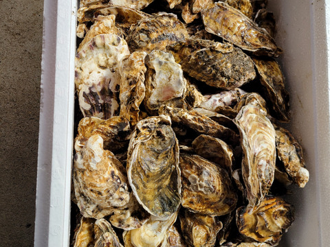 期間限定10％OFF中】生食用8kg 殻付き 牡蠣 （56~130粒