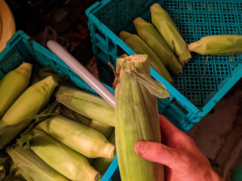 朝採りトウモロコシ先端カット１３～１５本（最高の状態のを収穫した瞬間にお届けしたいので希望配送日指定なしがオススメです！）