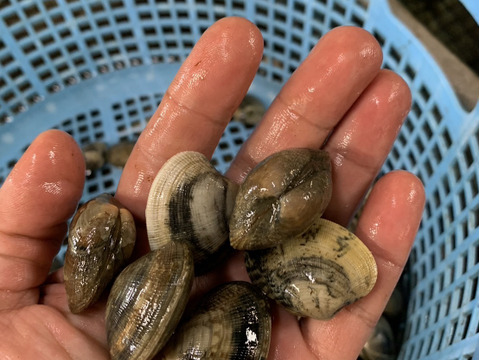 愛知県 三河湾　【日間賀島産】
（内湾）高級ブランドアサリ  1キロ，今年は特に味が別格❗️酒蒸し，味噌汁，アクアパッツァ，パスタで　4/17から再販
4キロ限定