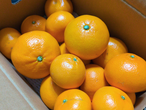 農園自慢のせとか『家庭用3キロ』