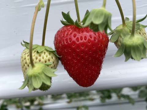 小さめサイズ　古都華　M  260g×2パック　橋本農園　奈良県　いちご