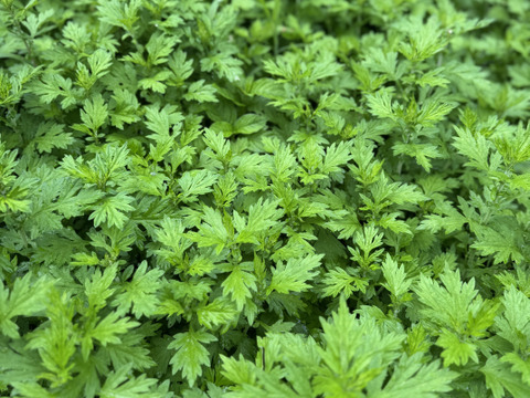 柔らか新芽、香り良い美味しい蓬（ヨモギ）600グラム以上！採れたての季節の野菜もサービスでお入れしてお送りいたします