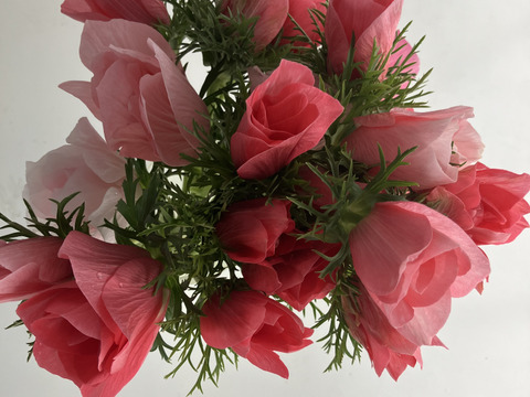 新発売アネモネ(イタリア産)『サルモネ』20本セット