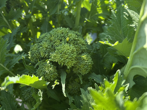チーマディラーパ【イタリア冬の味】