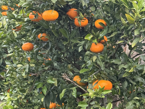 愛媛県今治関前岡村産甘平みかん2キロ（箱込）農薬不使用　化学肥料不使用