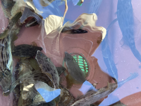 カワハギ1キロほど「中サイズ」