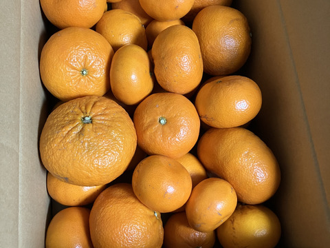 【チョット訳あり】「麗紅」（れいこう）５㎏（サイズ混合）