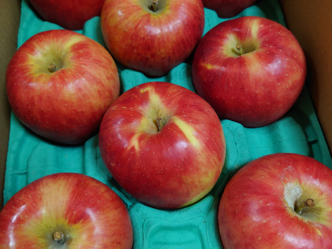 2月2日完売🙇 満点青空レストランで話題です🍎【りんごの概念変わります】奥州ロマン 3キロ箱 6玉〜15玉サイズ 長野県 信州 安曇野 リンゴ 幻  希少  甘い 幻の林檎  ID52109