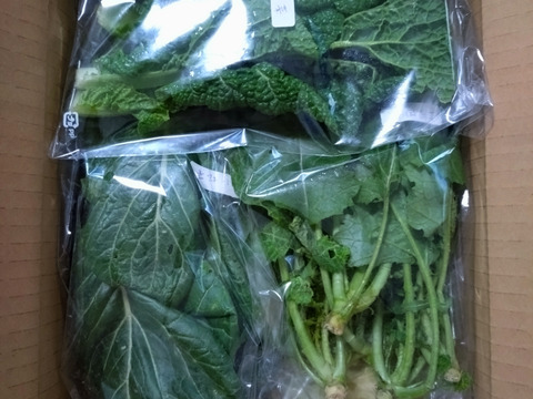 [定期購入] ギュッとお得用セットＭサイズ(約10品)