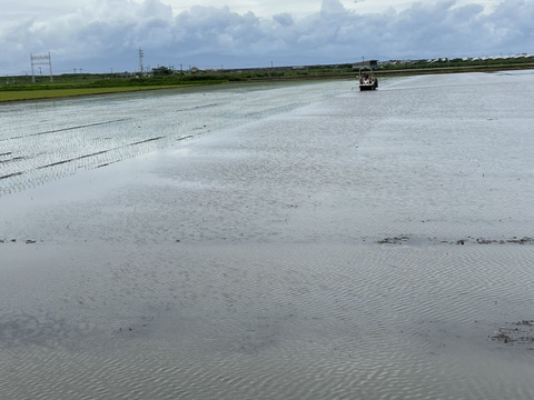 ☆初出品☆福岡県柳川市産【豊循米】令和７年度新米予約スタート　無洗米　2kg　ひのひかり