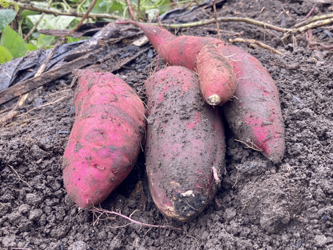 朝採り旬野菜セット（８０サイズ）