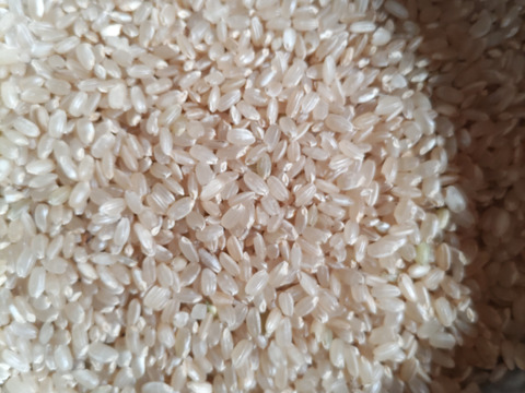 自然栽培米　一厘（いちりん）　Ｓ　玄米１０ｋｇ１袋