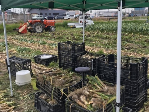 これぞ『夏にピッタリ』ガツンとくるにんにく