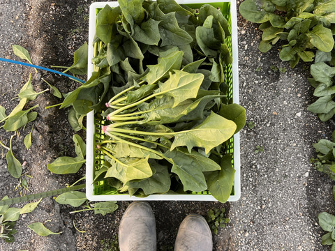 長野県産ほうれん草1kg