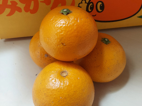 小玉～由良の木なりはっさく　　　　ご家庭用