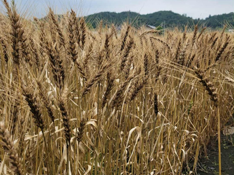 神奈川県産小麦粉　農薬・化学肥料不使用（栽培期間中）有機小麦でつくりました