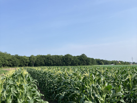 農薬化学肥料除草剤不使用🌽北海道産‼️ホワイトコーンのヤングコーン🌽18本‼️