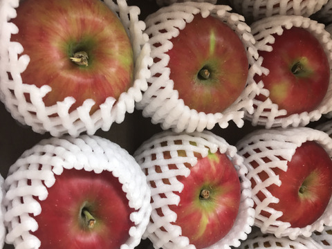 【懐かしの味】青森県産りんご 「紅玉」家庭用 キズ有 約10kg(5kg×2箱)【フルーツキャップ詰】