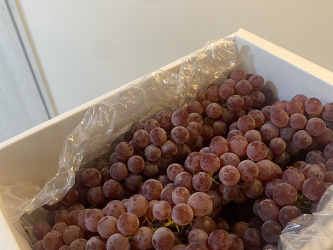 【朝どれ】予約開始！！ご家庭用に★訳あり完熟ぶどうデラウェア、ジャム・スムージーなどにも❗