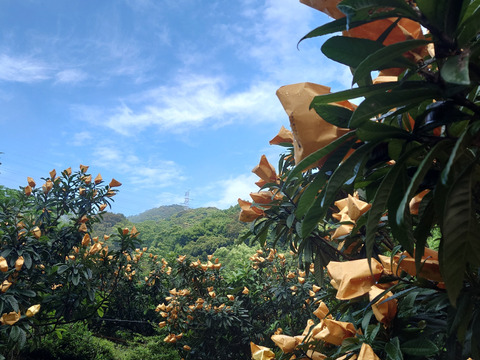 長崎県産　露地びわM玉×16入り