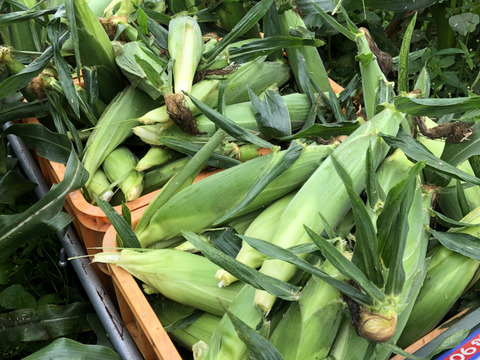 【朝採り】フルーツみたいなミラクルコーン🌽🌽🌽　み・ら・い　(味来)  5kg  (2L〜3Lサイズ　11〜12本)
