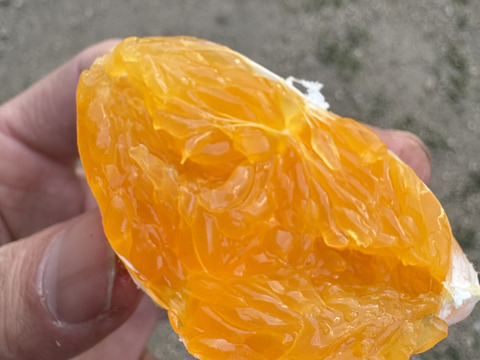 【おいしさ格別！】広島県産 ｢不知火(しらぬい)｣ 5kg