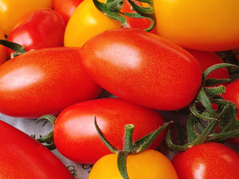 アイコ＆イエローアイコ‼️コンパクトBOXいっぱいに詰め込んで。800ｇ～