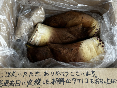 旬真っ盛り！生たけのこ1.5kg　( 2〜5本入) 収穫当日発送！採れたてをお届け！