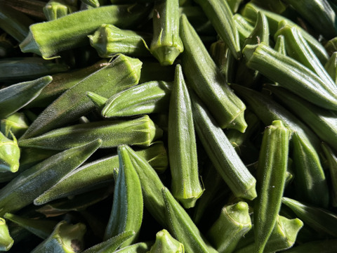 【朝採れ新鮮‼️鹿児島・指宿産オクラ（正品）】100本入り