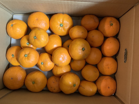 【訳あり】濃厚なコクと酸味がおいしい！有田みかん★早生★自家製堆肥栽培★定番5kg★和歌山★