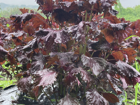 【珍品種】香りよし！天神赤紫蘇　2kg