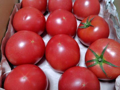 今が旬♪夏の王様トマト🍅赤熟もぎりの【麗月】小玉11玉詰め