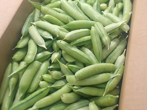 関西の春を告げる味わい　うすいえんどう 2kg