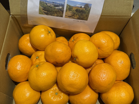 富士山が見える日当たりの良い畑で育てた　はるみみかん　4ｋｇ
