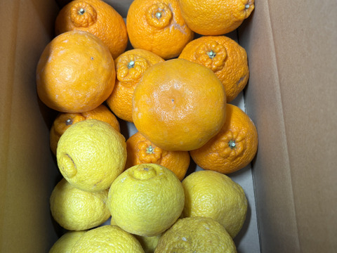 【柑橘食べ比べ】佐賀県太良町産おまかせセット♩ひぜんユース＋はるか+不知火（箱込3㎏）家庭用