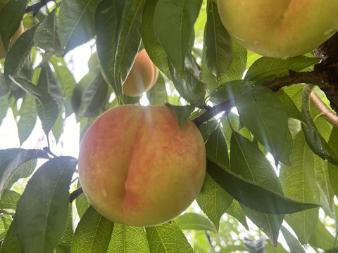 [2025年予約受付中]
長野県産　つきあかり2.5kg（約6~10個）