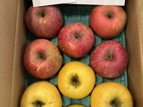 どっちがお好き！！完熟サンふじ＆シナノゴールドのアソート 　 訳あり家庭専用お買い得コース　当園人気ナンバー1企画
　お徳用3キロコース　中小玉11個から13個入り