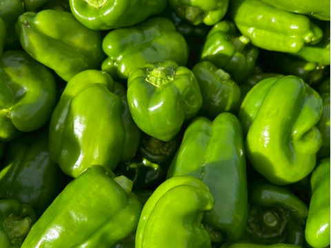 💡野菜嫌いの子供を持つママに朗報💡肉厚で甘みある無限ピーマン🫑子供が喜んで食べる古代種ブランド野菜【農薬不使用】【化学肥料不使用】【品種改良なしの固定種野菜】🫑2026年8月上旬予約🫑