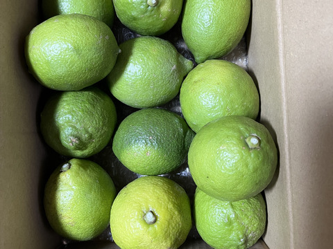 愛媛県産　瀬戸内　栽培期間中農薬不使用　国産レモン　2kg