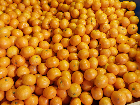 有田みかん【Lサイズ】10 kg（箱込）