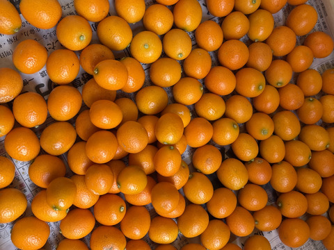 【みつばちの贈り物A】自然のままの金柑とにほんみつばちの蜂蜜のセット