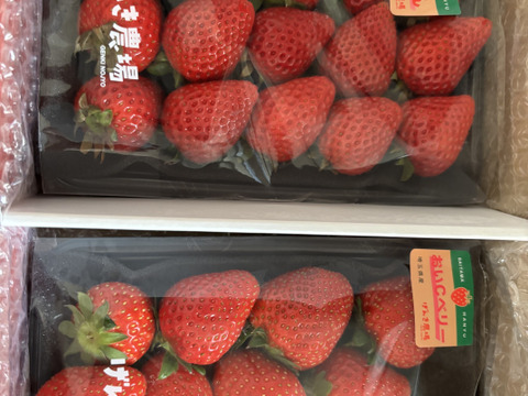 【完熟・食べ比べ】あまりん VS 農場長おすすめ品種！【いちご食べ比べ】