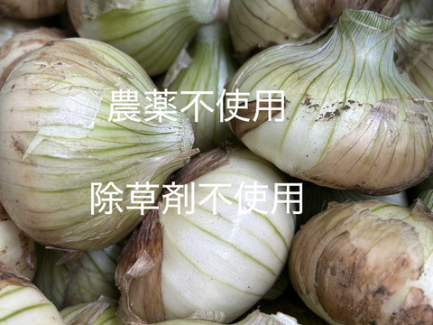 とろっとろ　新玉ねぎ　１０kg