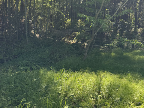 当農園の自然豊かな山で採れたドクダミ300gです。採れたてをその日のうちに発送致します。8月末まで