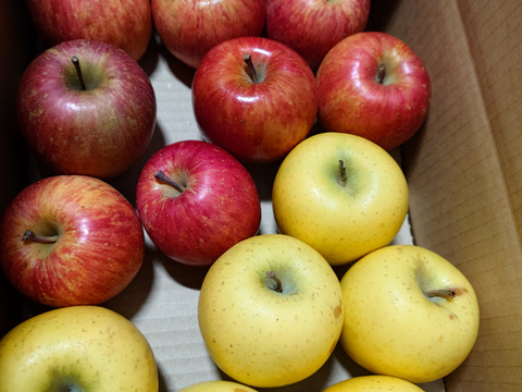 【ジュース加工用】☆化学農薬不使用☆りんご3キロ【品種おまかせ】