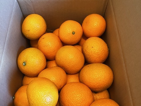 今だけ！春の香りスイートスプリング大量（６キロ）