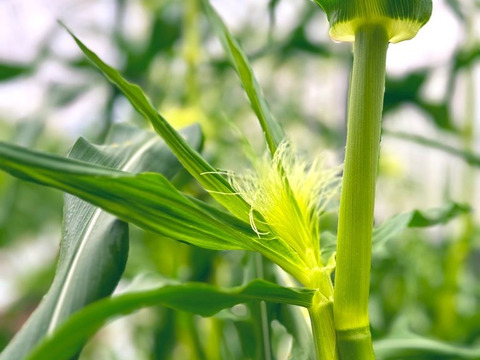 寒暖差20℃で栽培した幻のトウモロコシ