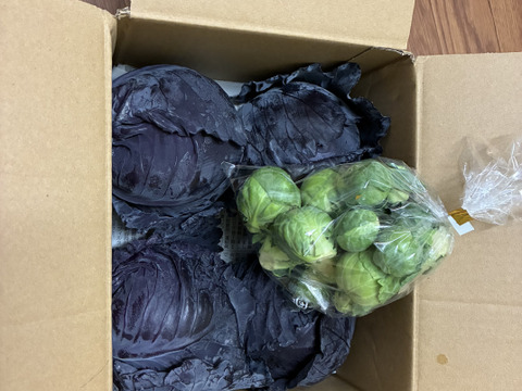 【食べチョクアワード2025入賞】　
（４玉）ミニ紫キャベツ