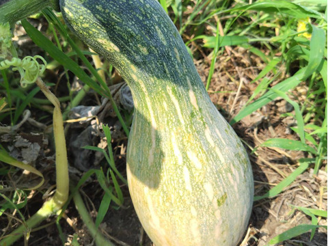 にこさん専用伝統野菜　鶴首かぼちゃ自然栽培2キロズッキーニ1キロ80サイズ在来種の伝統野菜　自然栽培　写真は見本です。