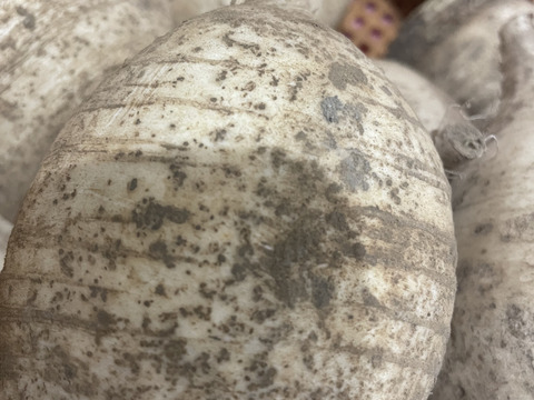 【訳ありB品】予約販売開始！年越し蕎麦に！蕎麦やハンバーグにもおすすめ★ビリっと辛い!風味が豊かな辛味大根【松館しぼり大根】(2Kg)